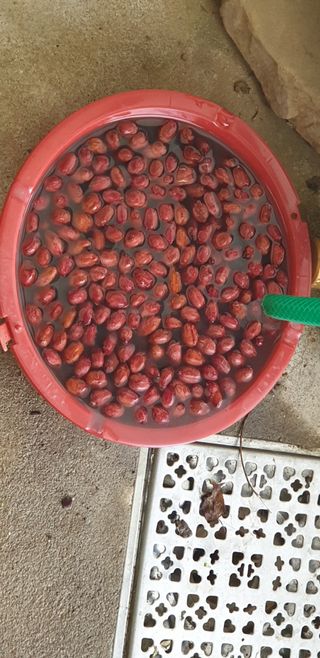 정천복님의 기타작물 · 영농일지 작성글 사진