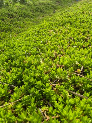 농민님의 기타작물 · 영농일지 작성글 사진