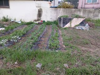 김윤철님의 기타작물 · 영농일지 작성글 사진