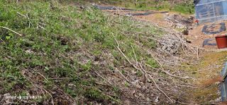 장용선 사진작가농부님의 기타작물 · 영농일지 작성글 사진