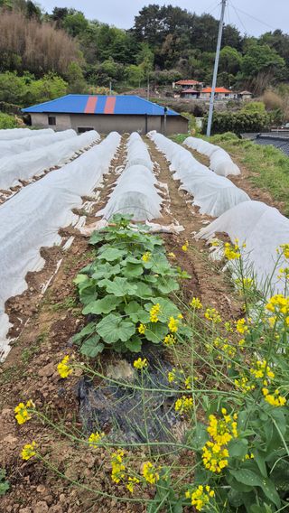 촌사리(김정대)님의 호박 · 영농일지 작성글 사진
