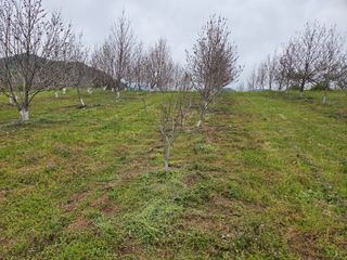 강동수님의 기타작물 · 영농일지 작성글 사진