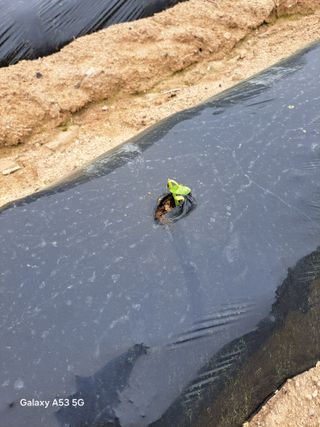 조연만님의 콩 · 영농일지 작성글 사진