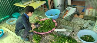 돈디아고(김덕수)님의 기타작물 · 영농일지 작성글 사진