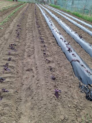 돌고개농장(김광중)님의 기타작물 · 영농일지 작성글 사진