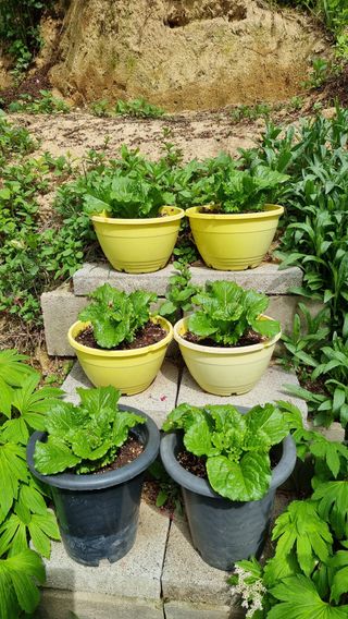 권혁렬님의 기타작물 · 영농일지 작성글 사진