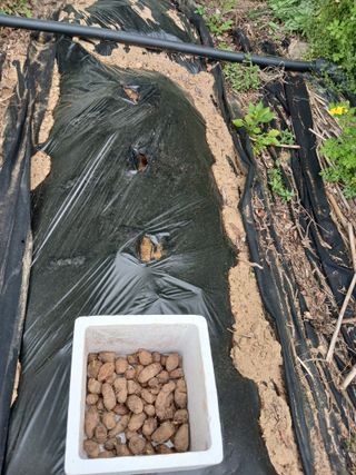 땅콩맘님의 기타작물 · 영농일지 작성글 사진