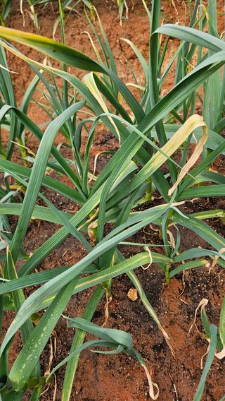 김홍환님의 마늘 · 영농일지 작성글 사진