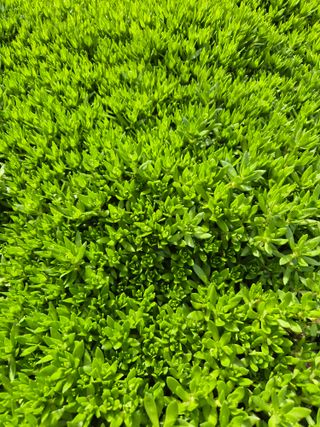 농민님의 기타작물 · 영농일지 작성글 사진