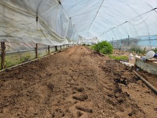 김윤회님의 파 · 영농일지 작성글 사진