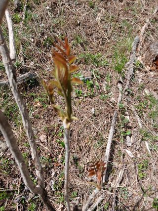 인생은 소풍처럼~님의 기타작물 · 영농일지 작성글 사진