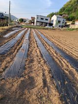 팜모닝 기타작물·영농일지 게시글 이미지