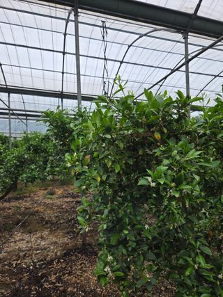 제주온님의 기타작물 · 영농일지 작성글 사진