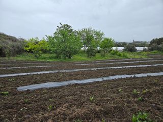 Captain김상곤님의 상추 · 영농일지 작성글 사진