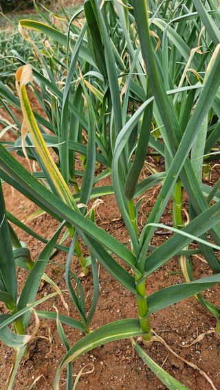 김홍환님의 마늘 · 영농일지 작성글 사진