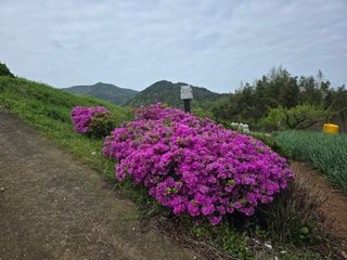 정정치님의 기타작물 · 영농일지 작성글 사진