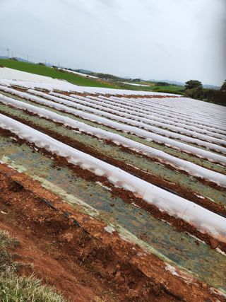 김저팔계님의 기타작물 · 영농일지 작성글 사진