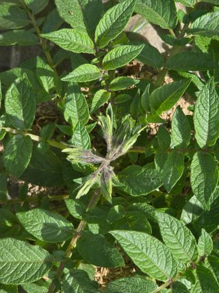 정택성님의 감자 · 영농일지 작성글 사진