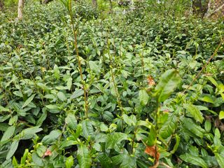 대봉매실 인생이막님의 기타작물 · 영농일지 작성글 사진