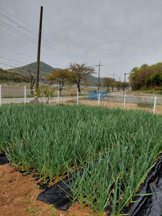 온바위님의 마늘 · 영농일지 작성글 사진