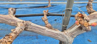 감자님의 포도 · 영농일지 작성글 사진