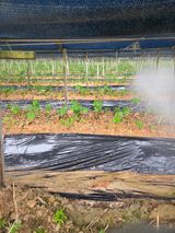 두릅나무9056님의 작성글 사진