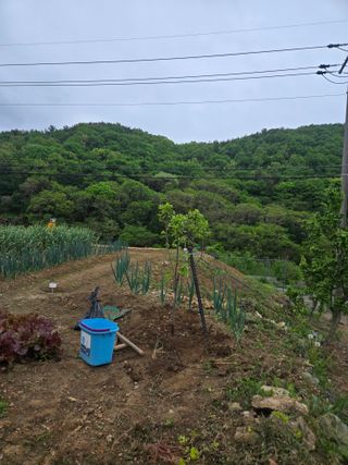 이영철님의 감 · 영농일지 작성글 사진