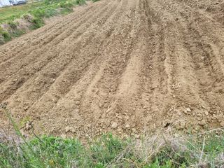 논산푸른팜님의 고추 · 영농일지 작성글 사진