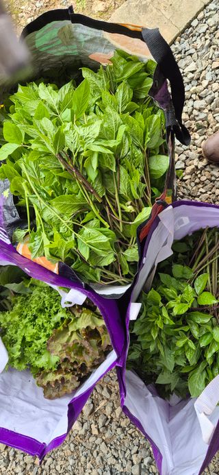 매실21434님의 기타작물 · 영농일지 작성글 사진