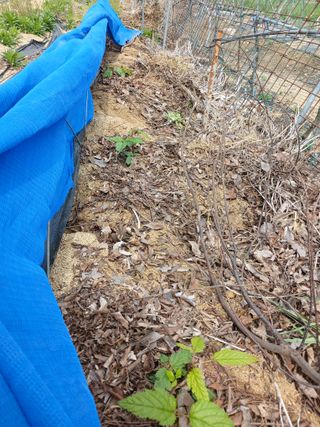 땅콩맘님의 기타작물 · 영농일지 작성글 사진