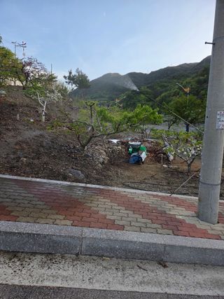 김용대님의 옥수수 · 영농일지 작성글 사진