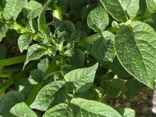 정택성님의 감자 · 영농일지 작성글 사진