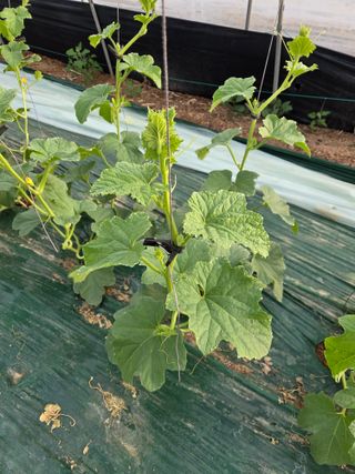 홍성규 님의 기타작물 · 영농일지 작성글 사진