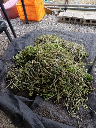 보공(김대호)님의 기타작물 · 영농일지 작성글 사진