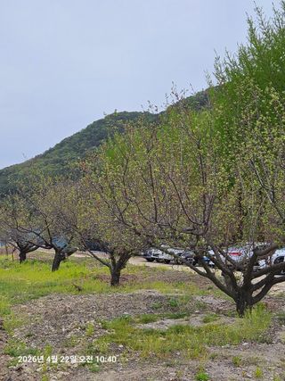 김병효님의 기타작물 · 영농일지 작성글 사진