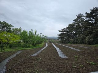 Captain김상곤님의 상추 · 영농일지 작성글 사진