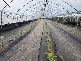 머위농장님의 고추 · 영농일지 작성글 사진