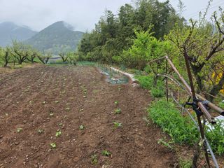 정정치님의 기타작물 · 영농일지 작성글 사진