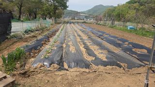 홍성관님의 기타작물 · 영농일지 작성글 사진