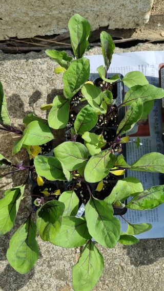 김지철님의 기타작물 · 영농일지 작성글 사진