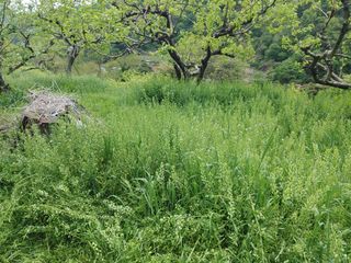 단감당감님의 감 · 영농일지 작성글 사진