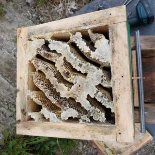 가로수님의 기타작물 · 영농일지 작성글 사진