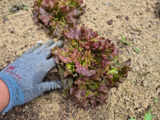 님의 토마토 · 영농일지 작성글 사진