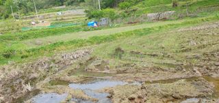 반성식님의 기타작물 · 영농일지 작성글 사진