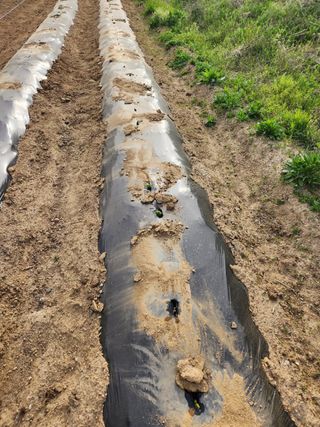 늘해랑농원님의 감자 · 영농일지 작성글 사진