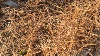 촌사리(김정대)님의 호박 · 영농일지 작성글 사진