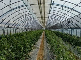 전원수님의 기타작물 · 영농일지 작성글 사진