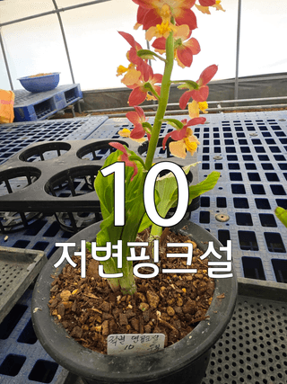 이성규 님의 기타작물 · 영농일지 작성글 사진