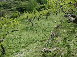 단감당감님의 감 · 영농일지 작성글 사진
