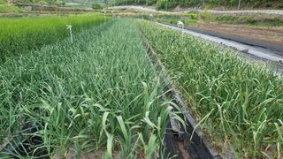 김동명님의 기타작물 · 영농일지 작성글 사진